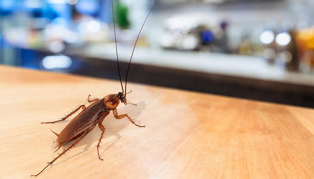 About GB Pest Control Pest Control Specialists in Hastings